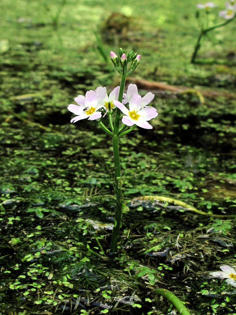 Hottonia palustris